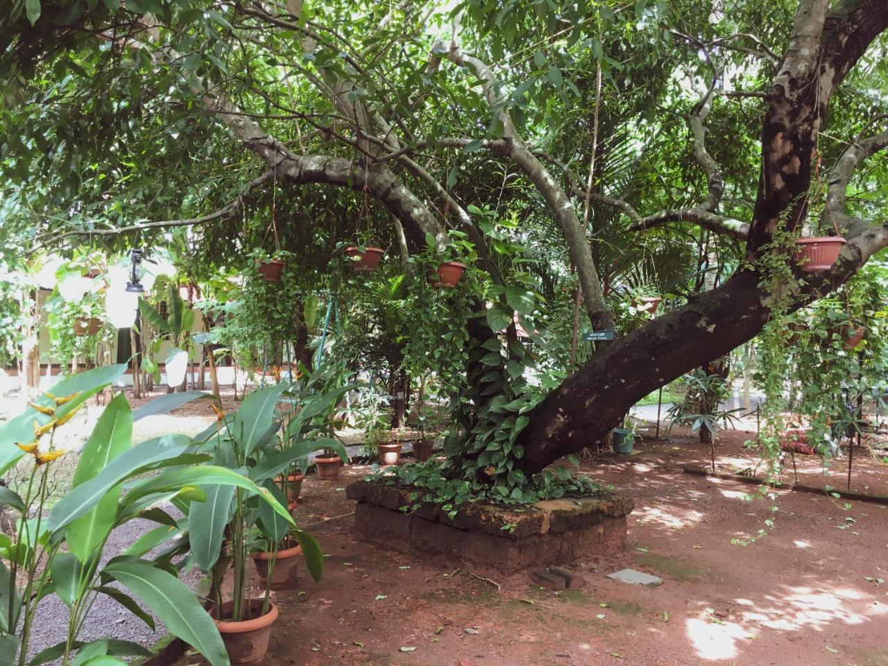 Palm Grove Service Villa Kochi Exterior foto